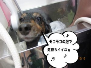 シャンプー中ミニチュアダックス