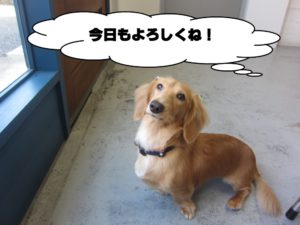 施術後ミニチュアダックス