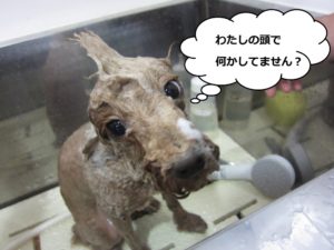 シャンプー中トイプードル