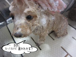 シャンプー中トイプードル