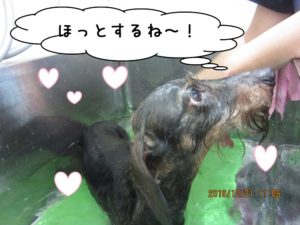 スパ中ミニチュアダックス