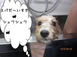 スパ中ミックス