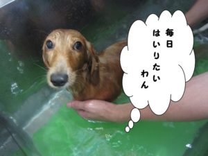 スパ中ミニチュアダックス