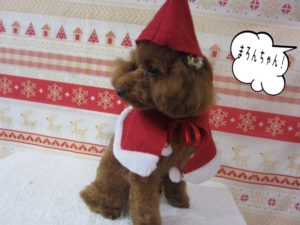 施術後トイプードル