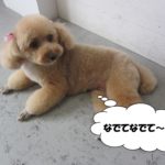 くつろぎトイプードル