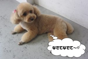 くつろぎトイプードル