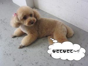 くつろぎトイプードル