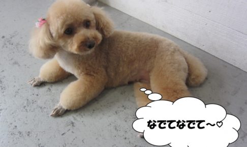 くつろぎトイプードル