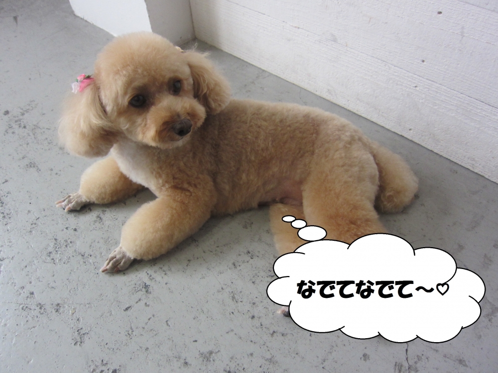 くつろぎトイプードル