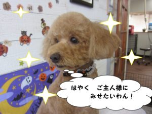 カット後トイプードル