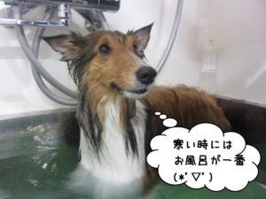スパ中シェルティー