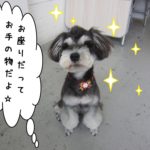 おすわりMシュナ