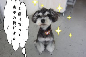 おすわりMシュナ