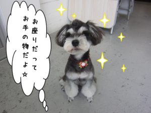 おすわりMシュナ