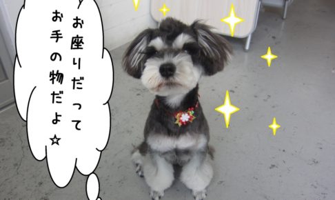 おすわりMシュナ