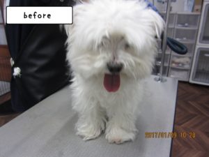 カット前マルチーズ