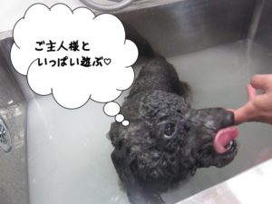 スパ中トイプードル