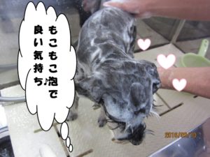 シャンプー中Mシュナ