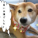 おやすみ柴犬