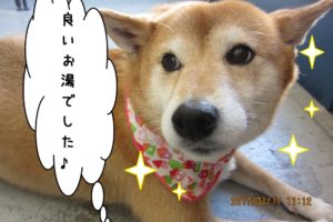 おやすみ柴犬