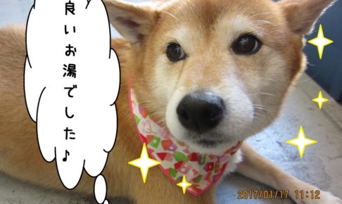 おやすみ柴犬