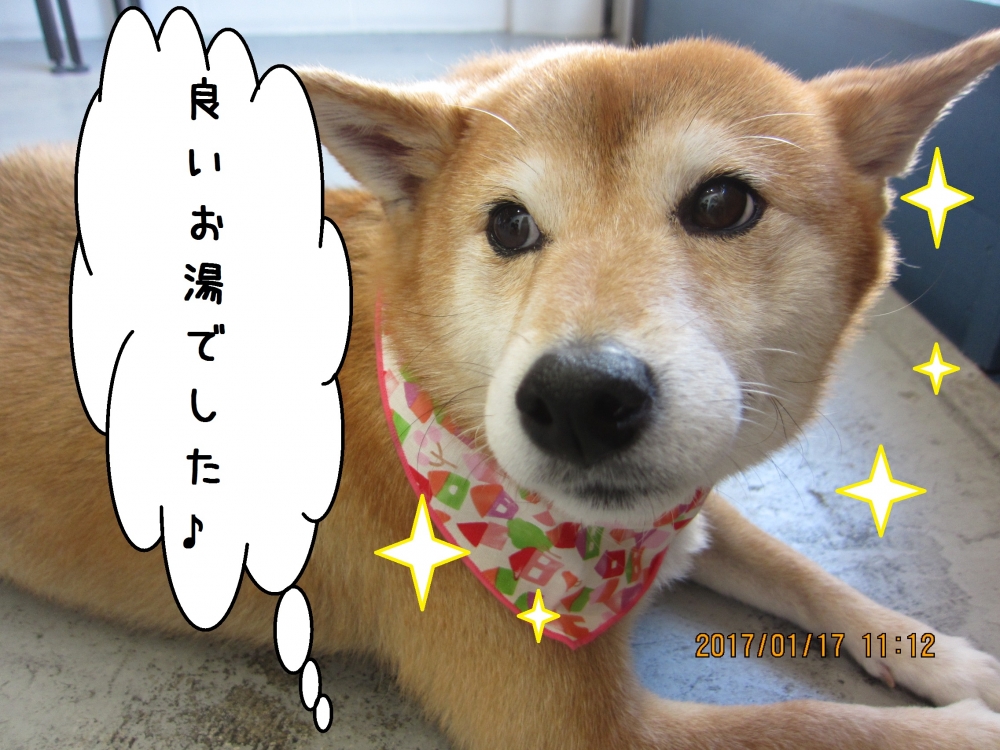 おやすみ柴犬