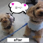 仲良しトイプードル