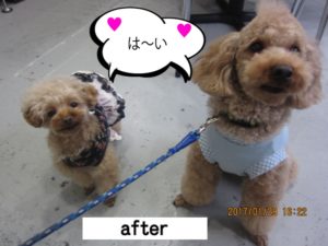 仲良しトイプードル
