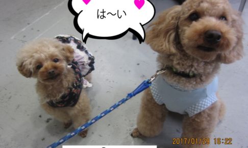 仲良しトイプードル