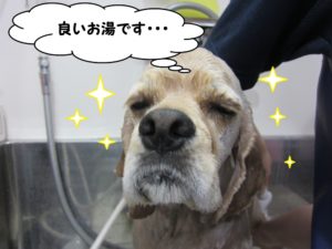 シャンプー中コッカー