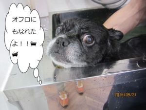 スパ中ミックス