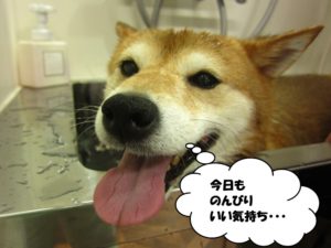 スパ中柴犬