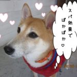 おすまし柴犬