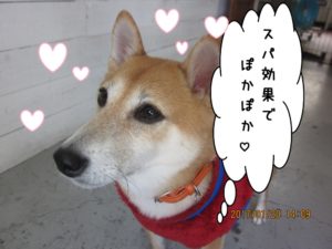 おすまし柴犬