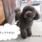 ご挨拶トイプードル