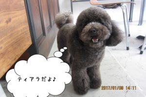 ご挨拶トイプードル