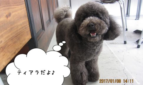 ご挨拶トイプードル