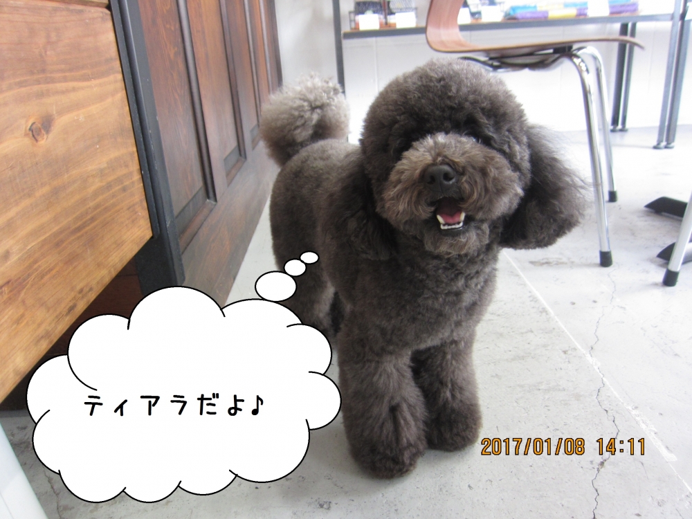 ご挨拶トイプードル