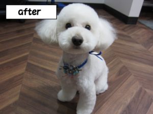 カット後トイプードル