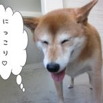 にっこり柴犬