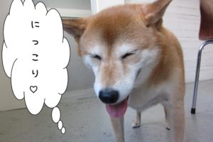 にっこり柴犬