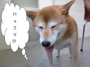 にっこり柴犬