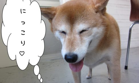 にっこり柴犬