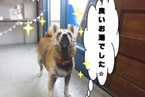 えっへん柴犬