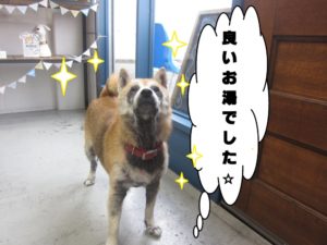 えっへん柴犬