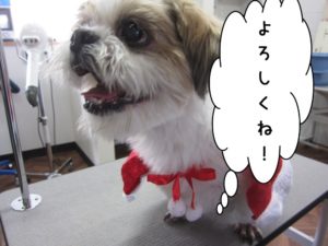 カット前シーズー