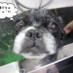 スパに入るミックス