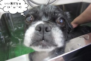 スパに入るミックス