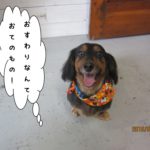 おすわりカニンヘンダックス