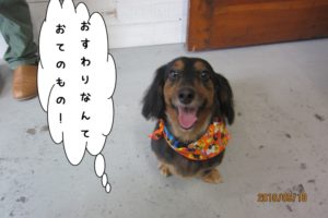 おすわりカニンヘンダックス